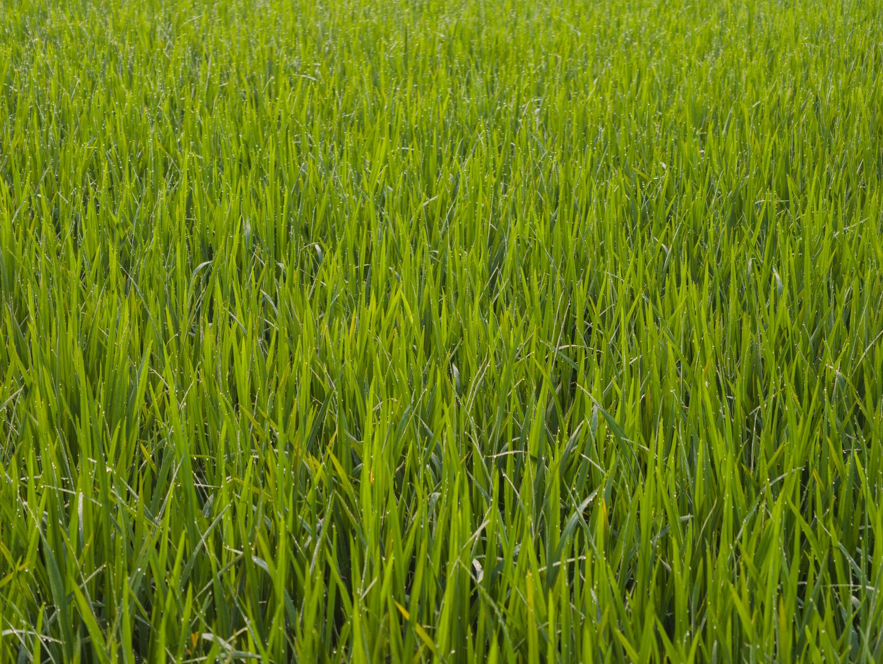 korean green rice paddy summer