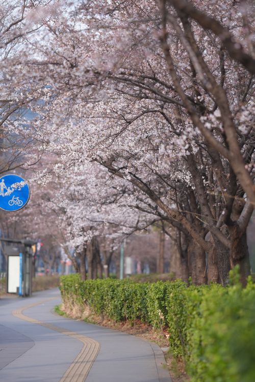 Free Serene pathway lined with blooming cherry blossom trees on a spring day. Stock Photo