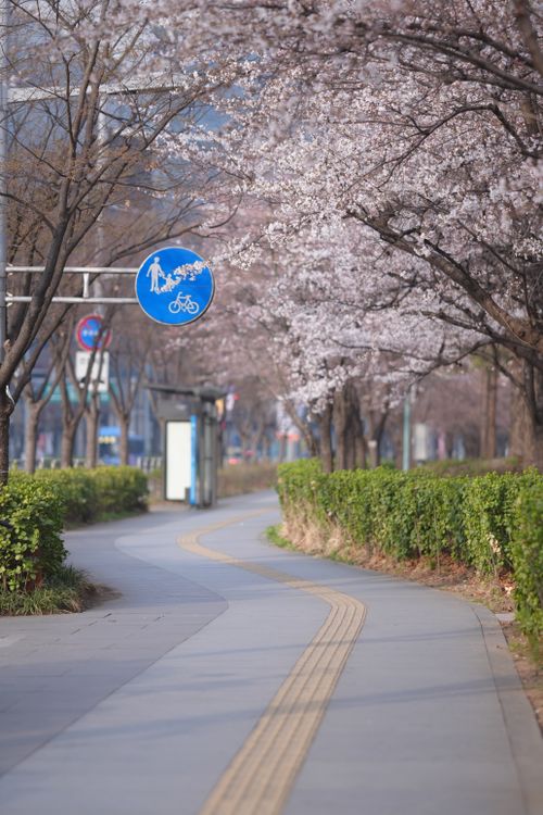 Free A curving pathway lined with cherry blossom trees in a city park during springtime. Stock Photo