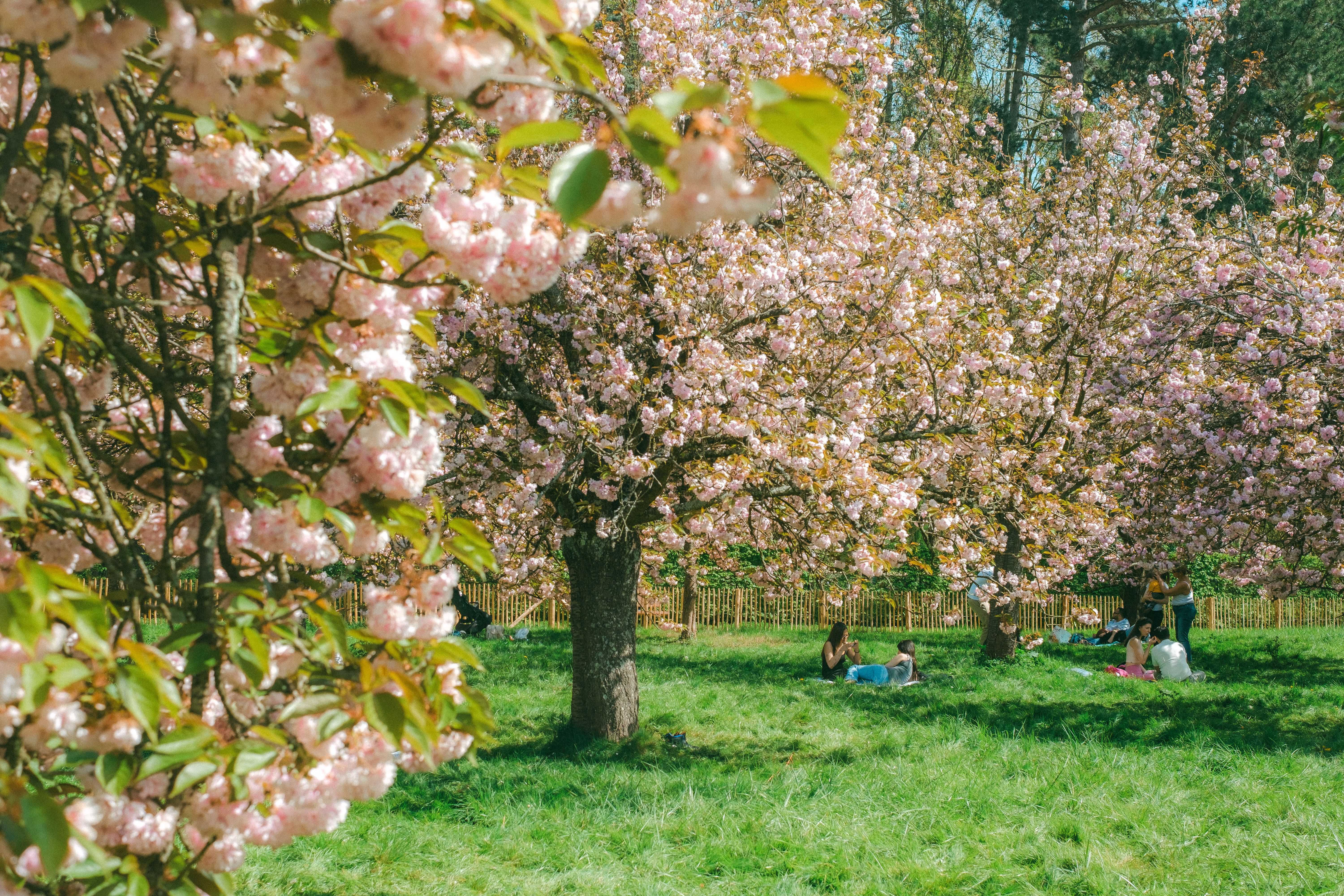 Picnic and blossom in Park Transwijk