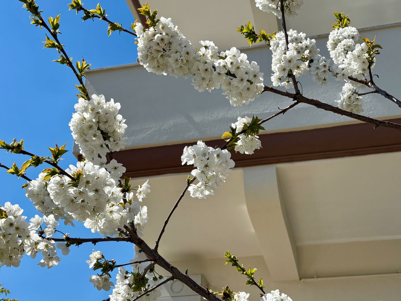 vibrant cherry blossoms with a clear blue sky in denizli t rkiye symbo