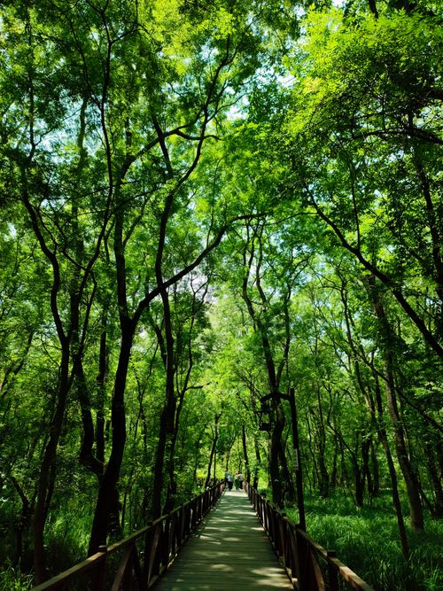 Free Peaceful forest pathway surrounded by tall green trees. Ideal for nature and travel themes. Stock Photo