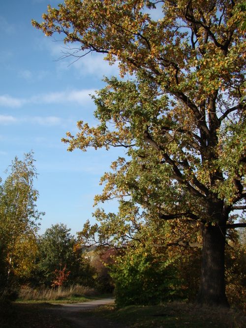Free Beautiful autumn scene featuring a large oak tree against a clear blue sky, perfect for seasonal content. Stock Photo