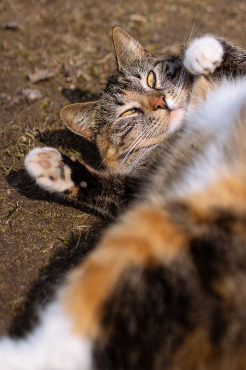 Free A relaxed tabby cat playfully lies on its back outdoors on a sunny day. Stock Photo