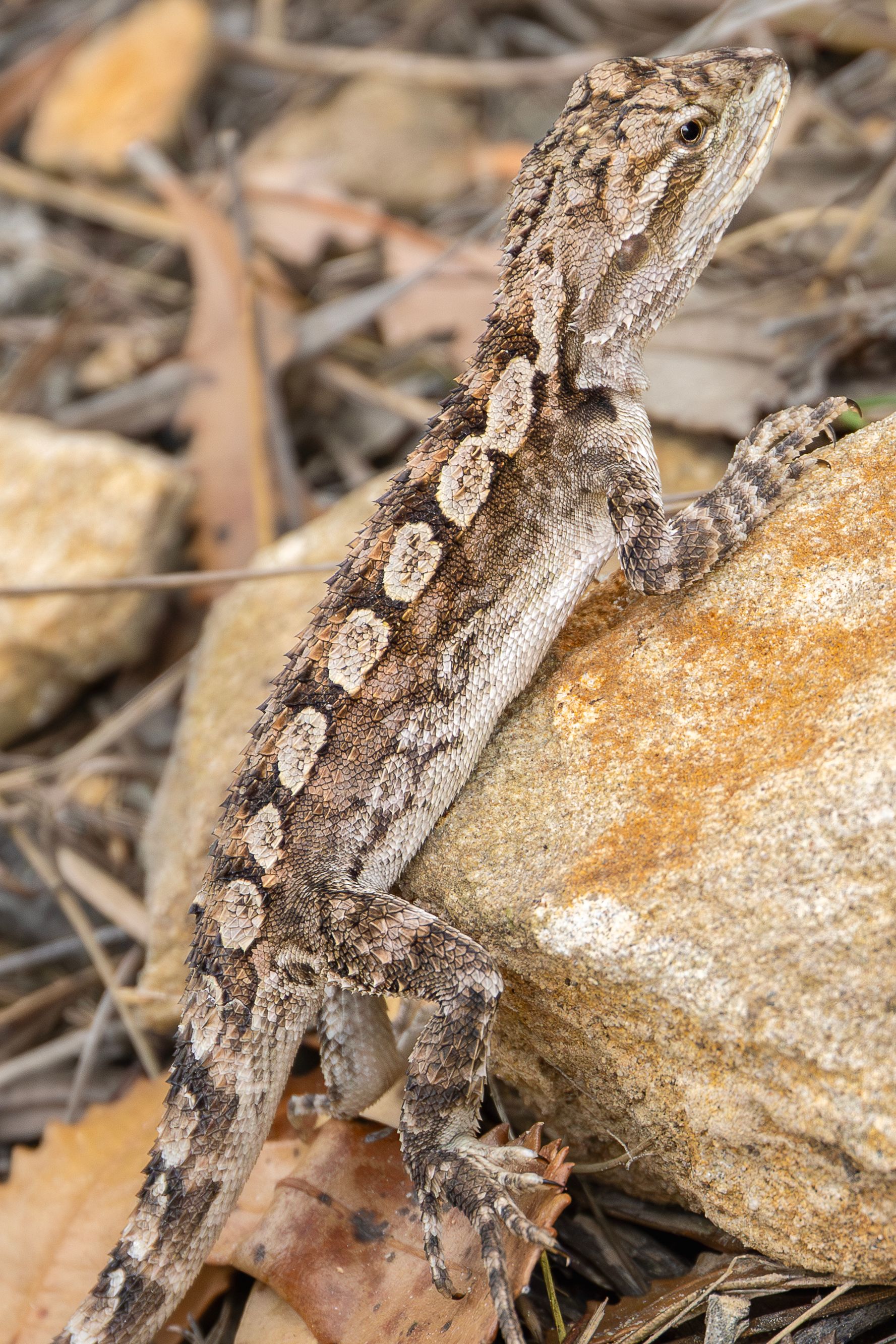 Close-up of a Jacky Dragon lizard on rocky terrain in Currarong, Australia.