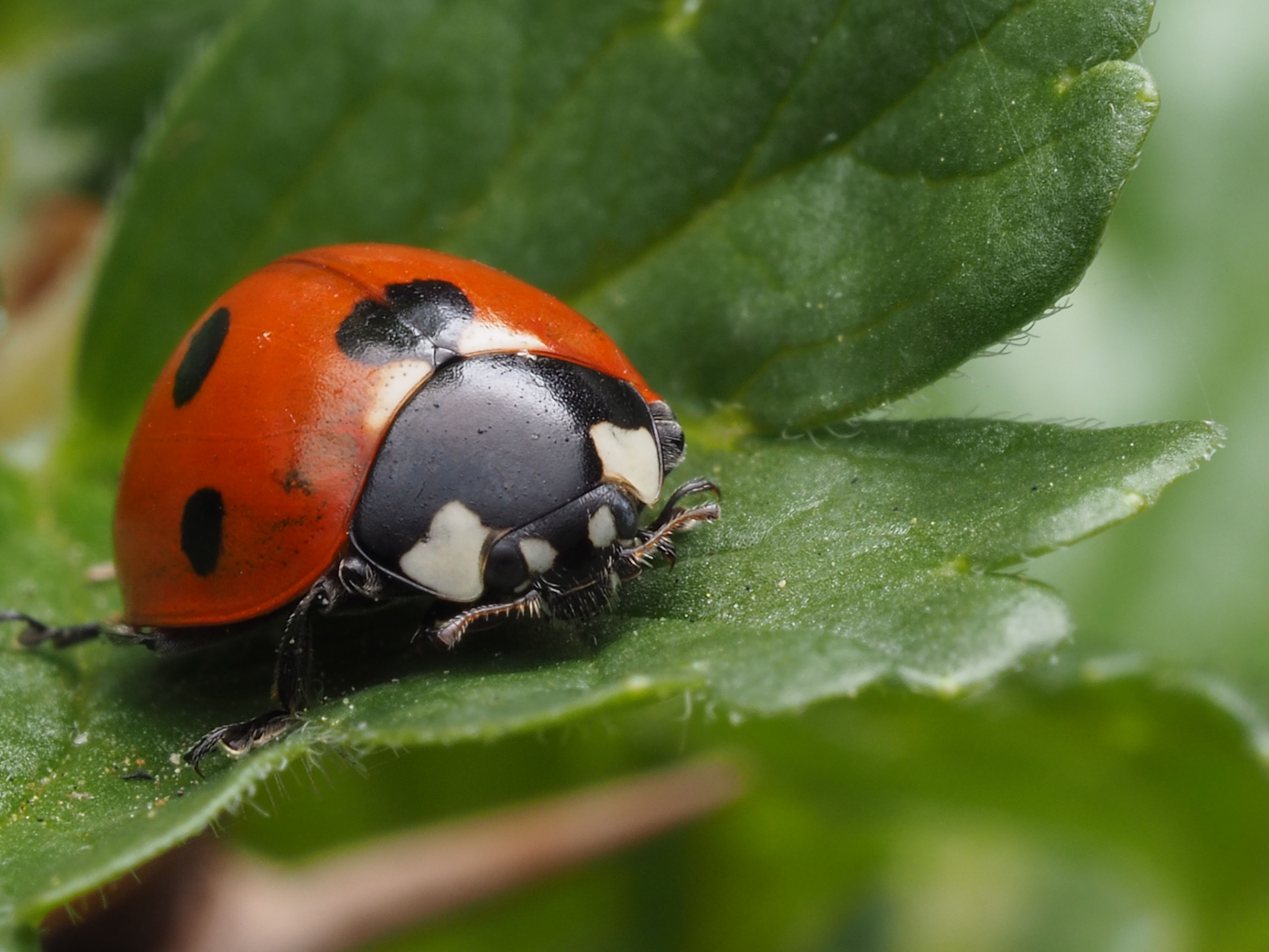 Ladybug and Flowers