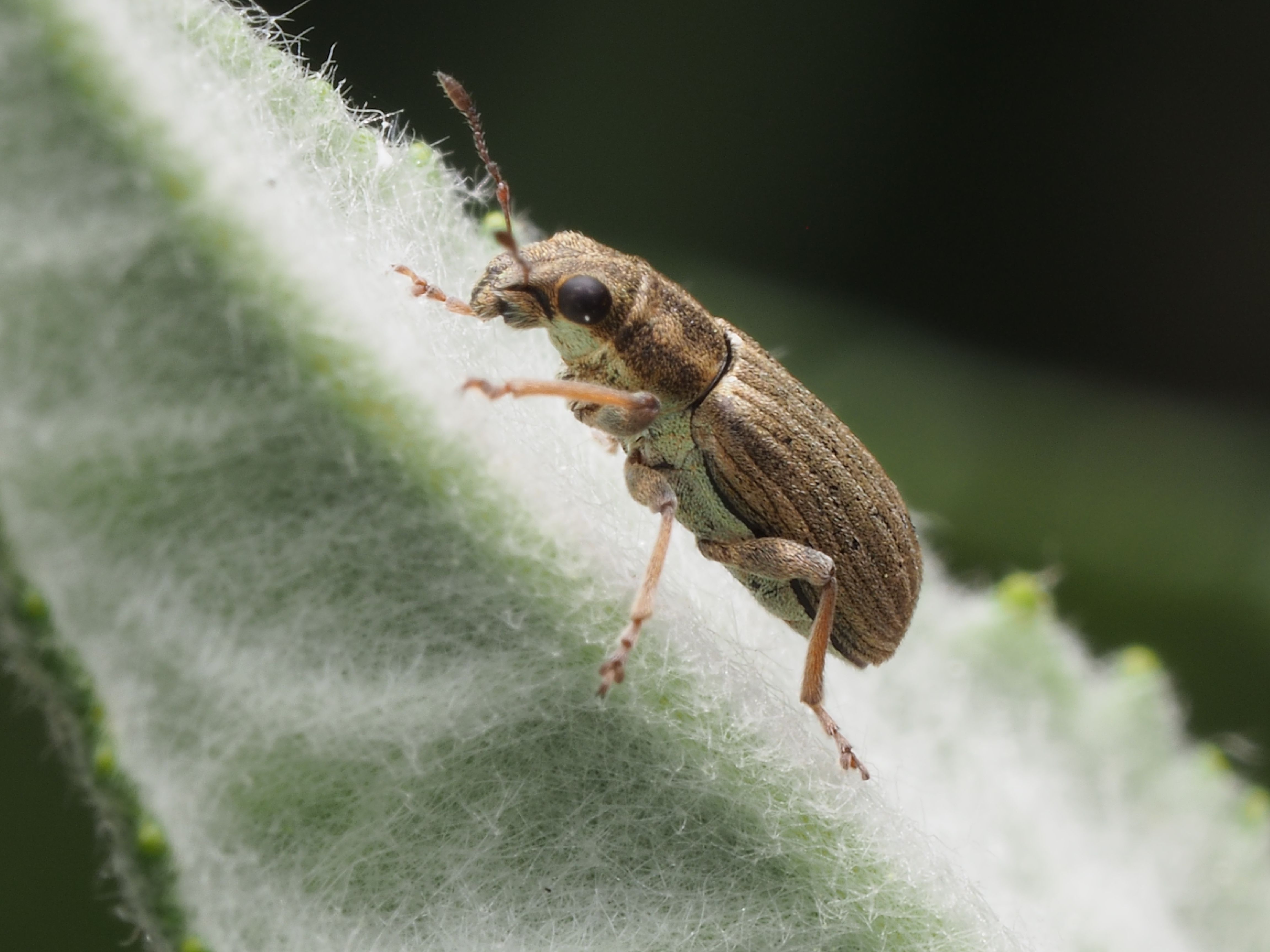 Detailed macro shot of a weevil perched on a green fuzzy leaf, showcasing texture and detail.
