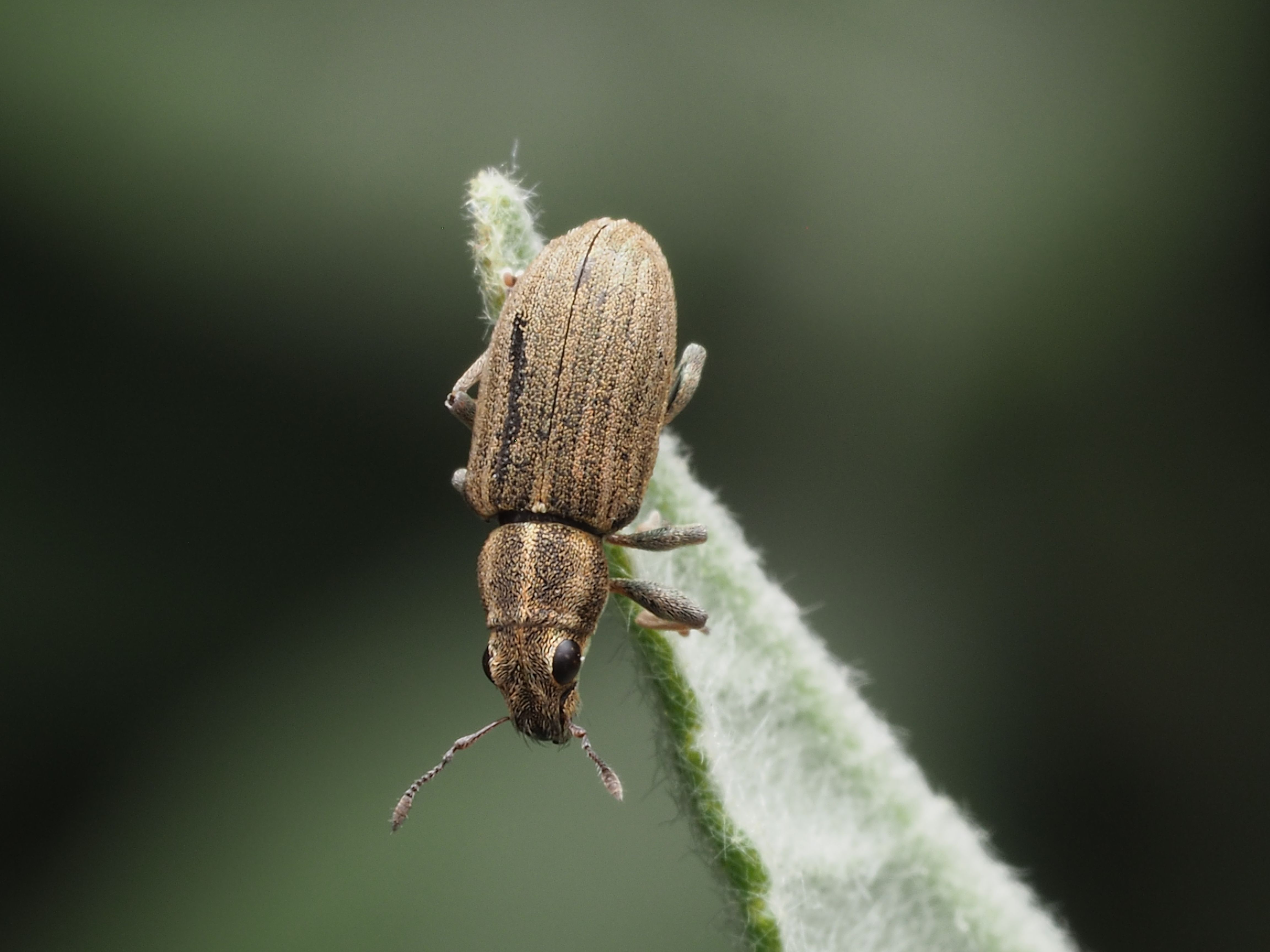 Macro shot of a brown weevil perched on a green leaf.