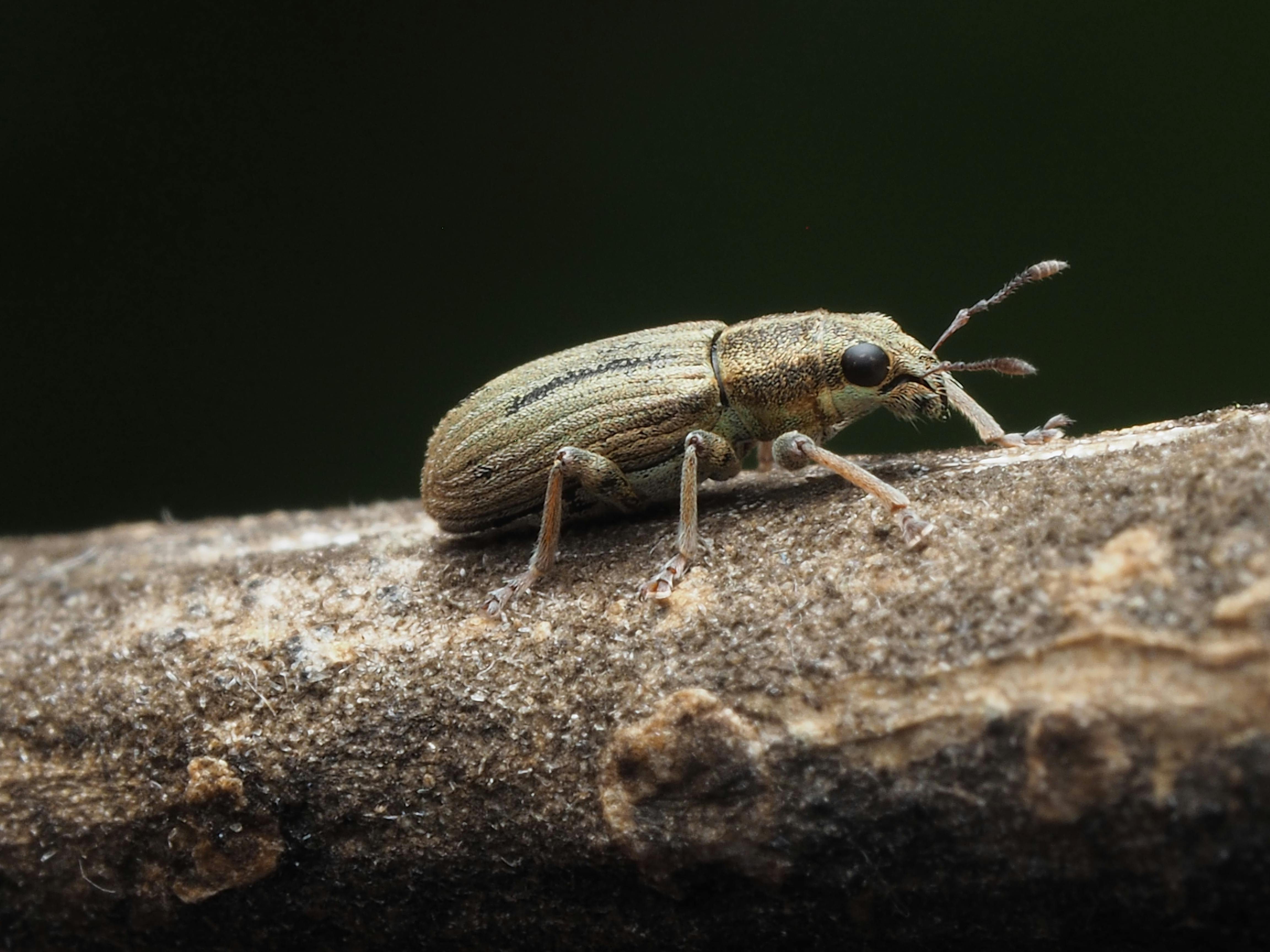 Macro image of a weevil beetle perched on a branch, highlighting its detailed texture and natural habitat.
