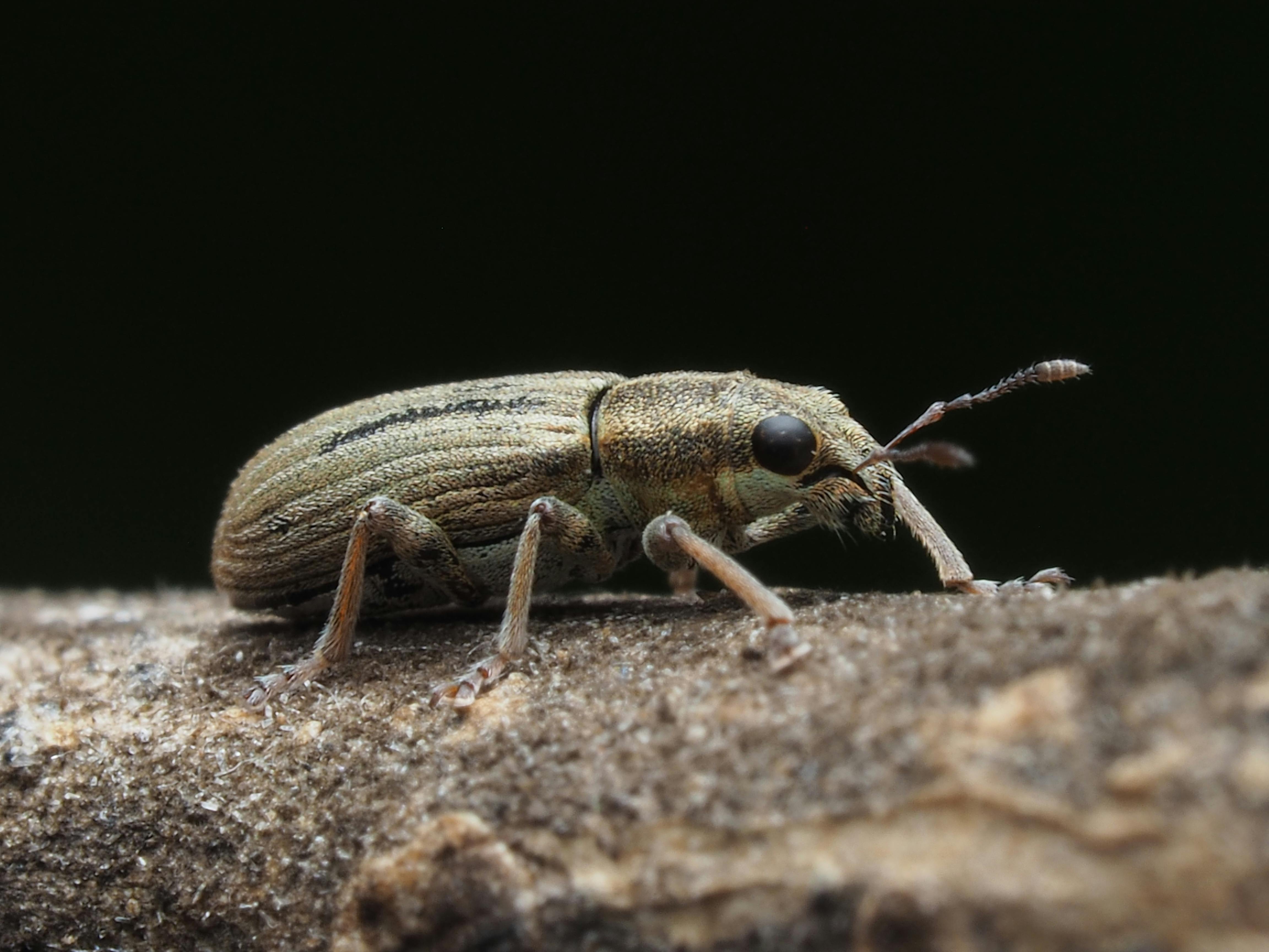 Macro photograph of a weevil beetle resting on a branch, highlighting its detailed texture.