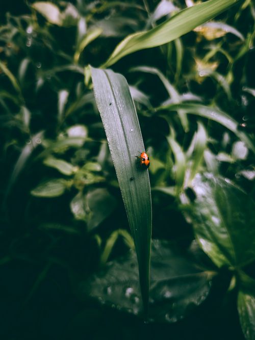 Free A vibrant ladybug resting on a dewy leaf amidst lush green foliage, captured up close. Stock Photo
