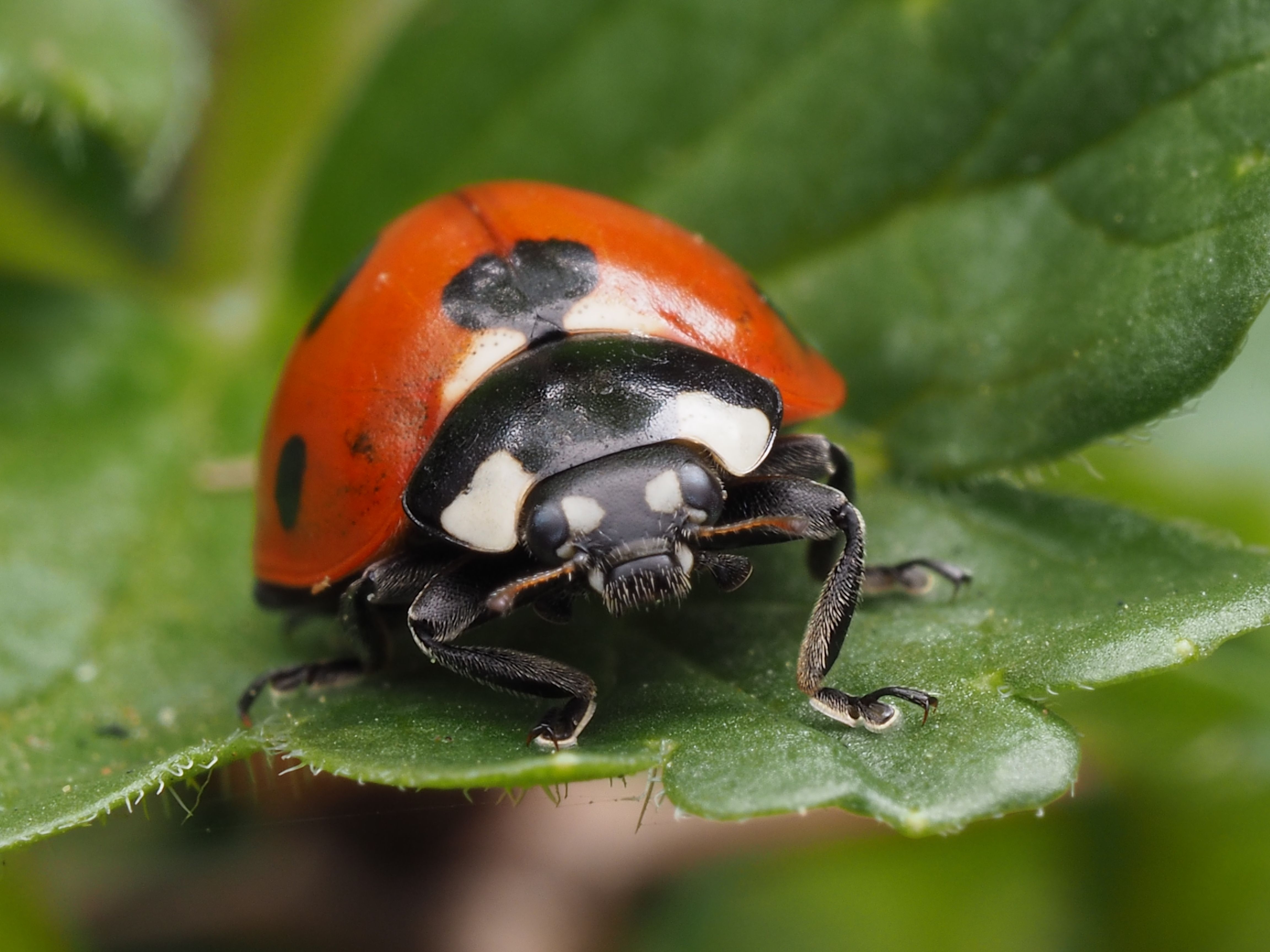 Close-Up of a Ladybug on a Leaf · Free Stock Photo