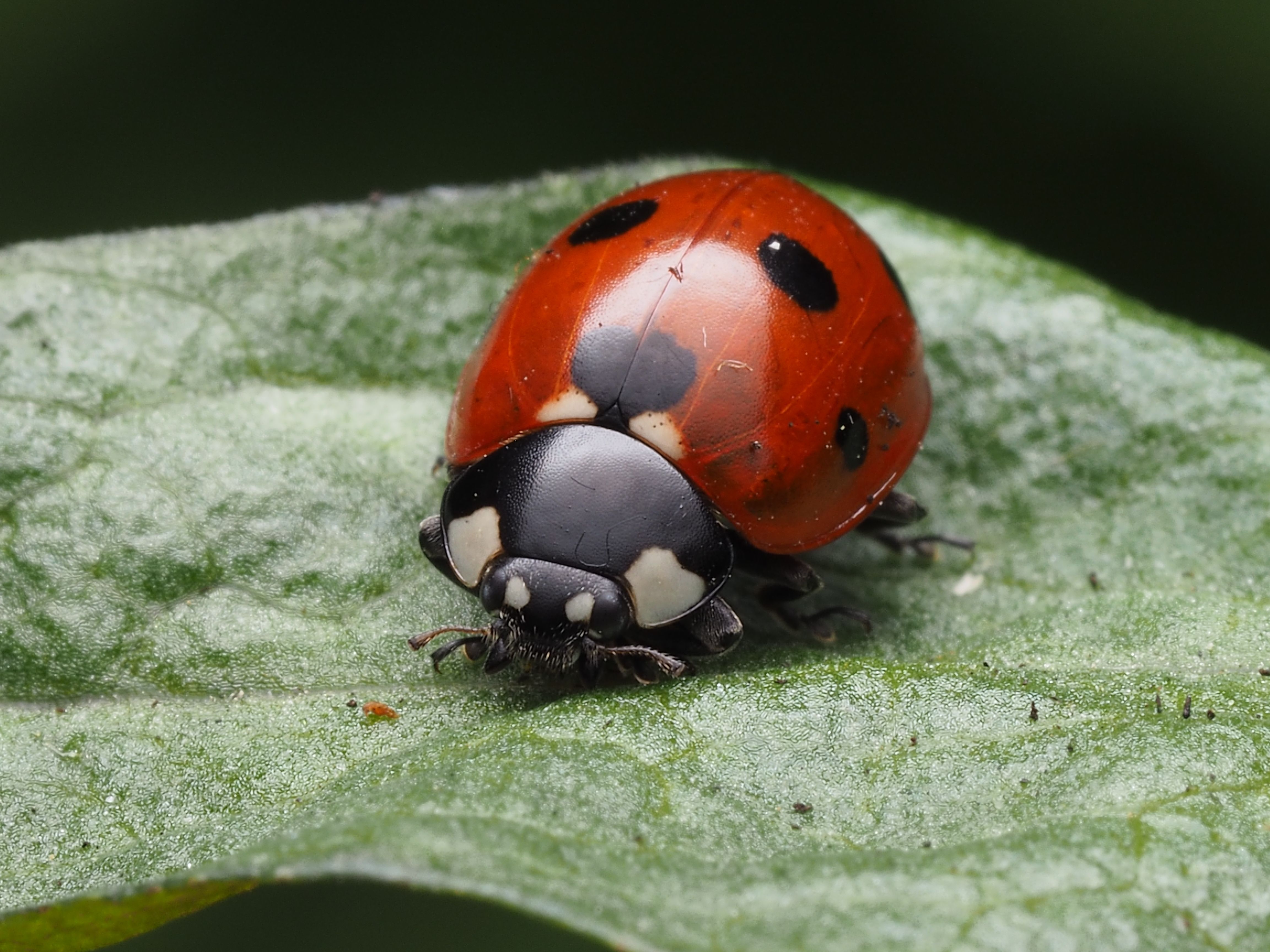 Close-up of a Ladybug on a Leaf · Free Stock Photo