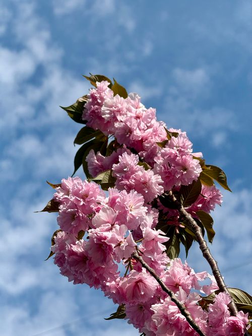Free Vibrant pink cherry blossoms blooming against a clear blue sky symbolizing spring. Stock Photo