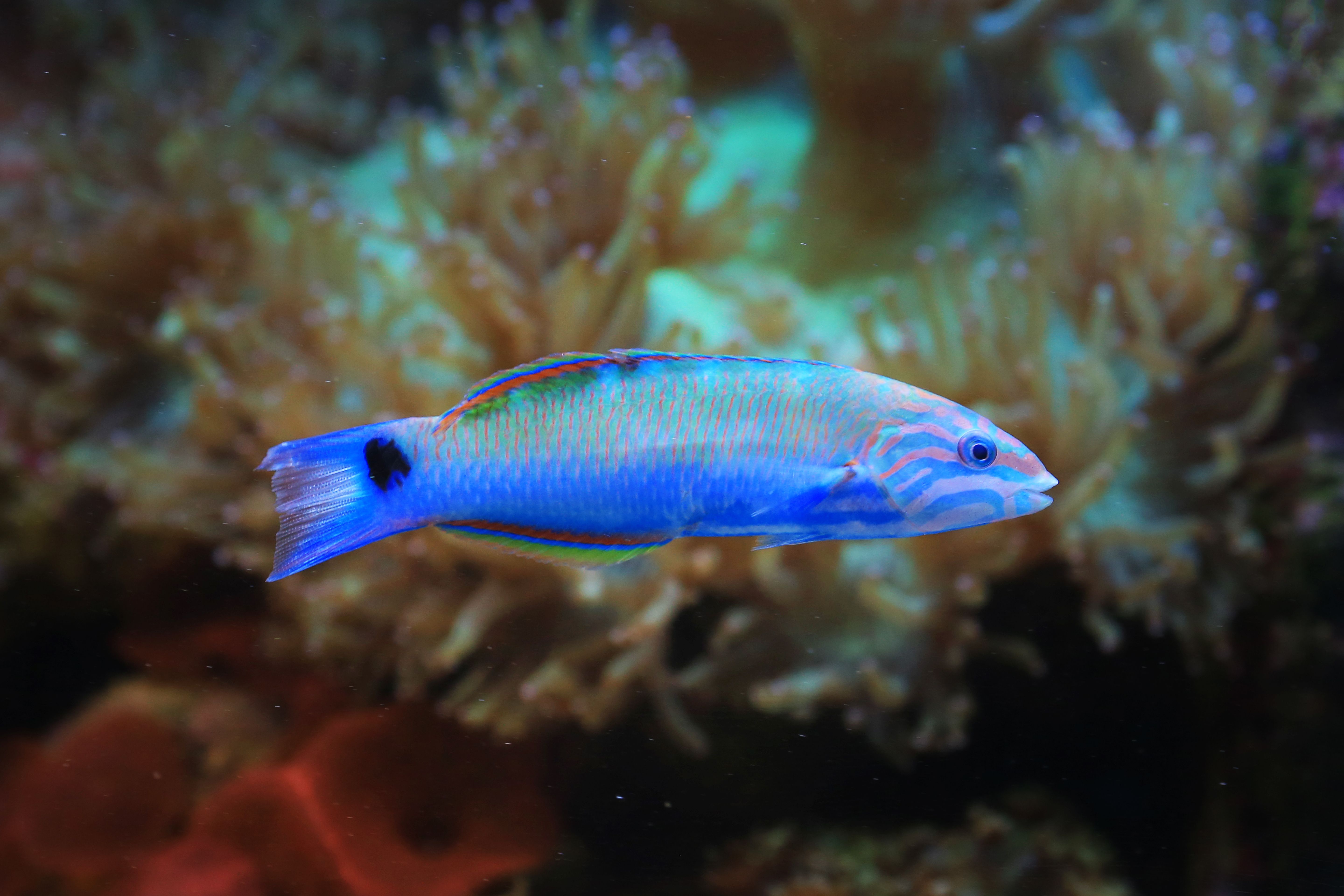 Colorful blue fish gliding through vibrant coral reef aquarium setting.