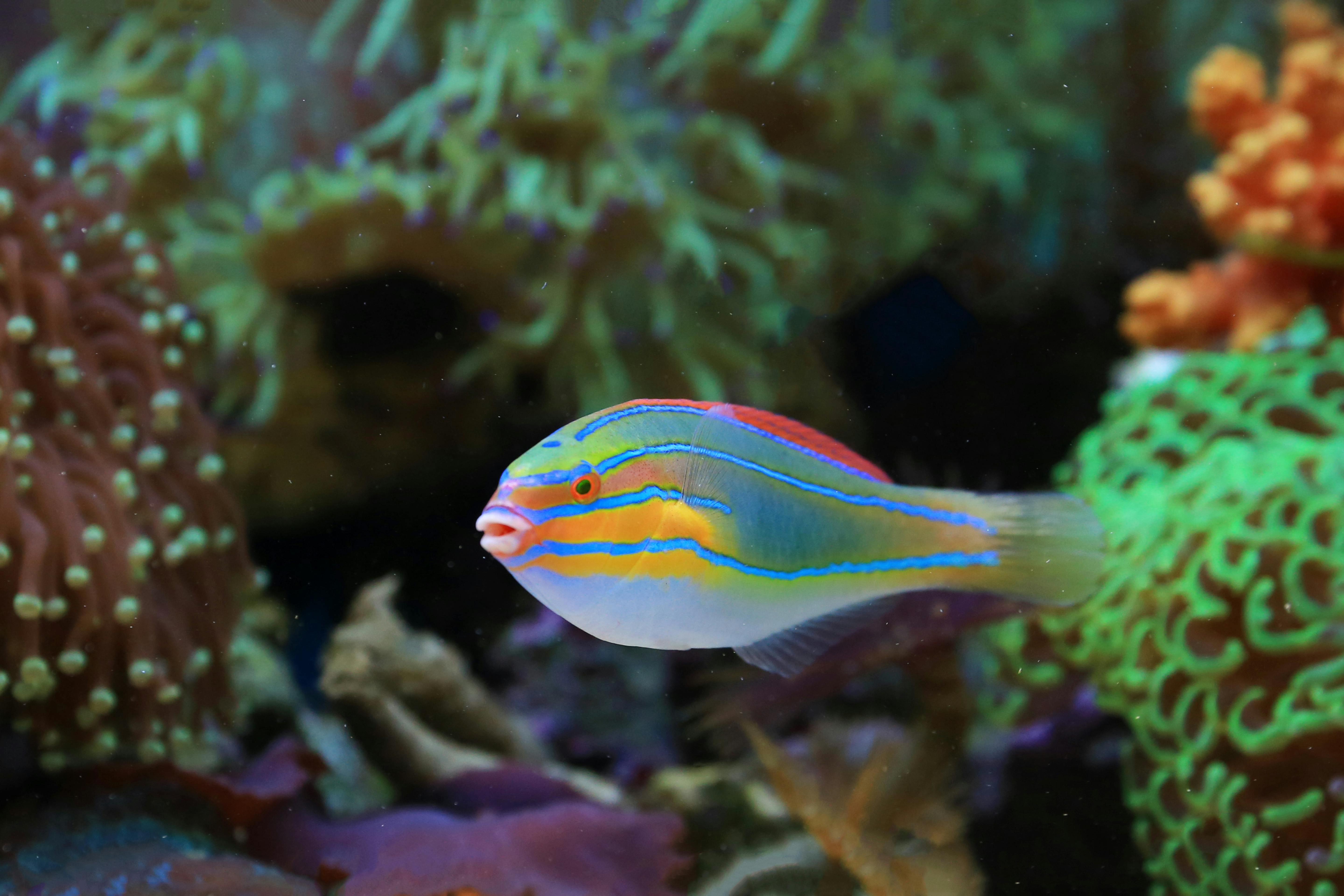 Colorful blue-lined wrasse swimming among vibrant corals in a marine aquarium.