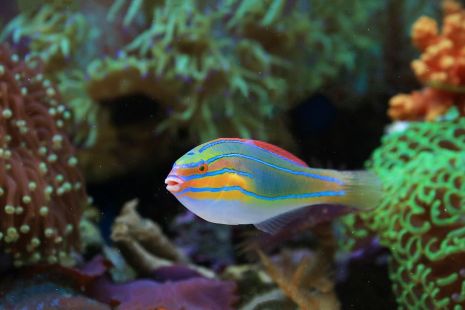 Colorful blue-lined wrasse swimming among vibrant corals in a marine aquarium.