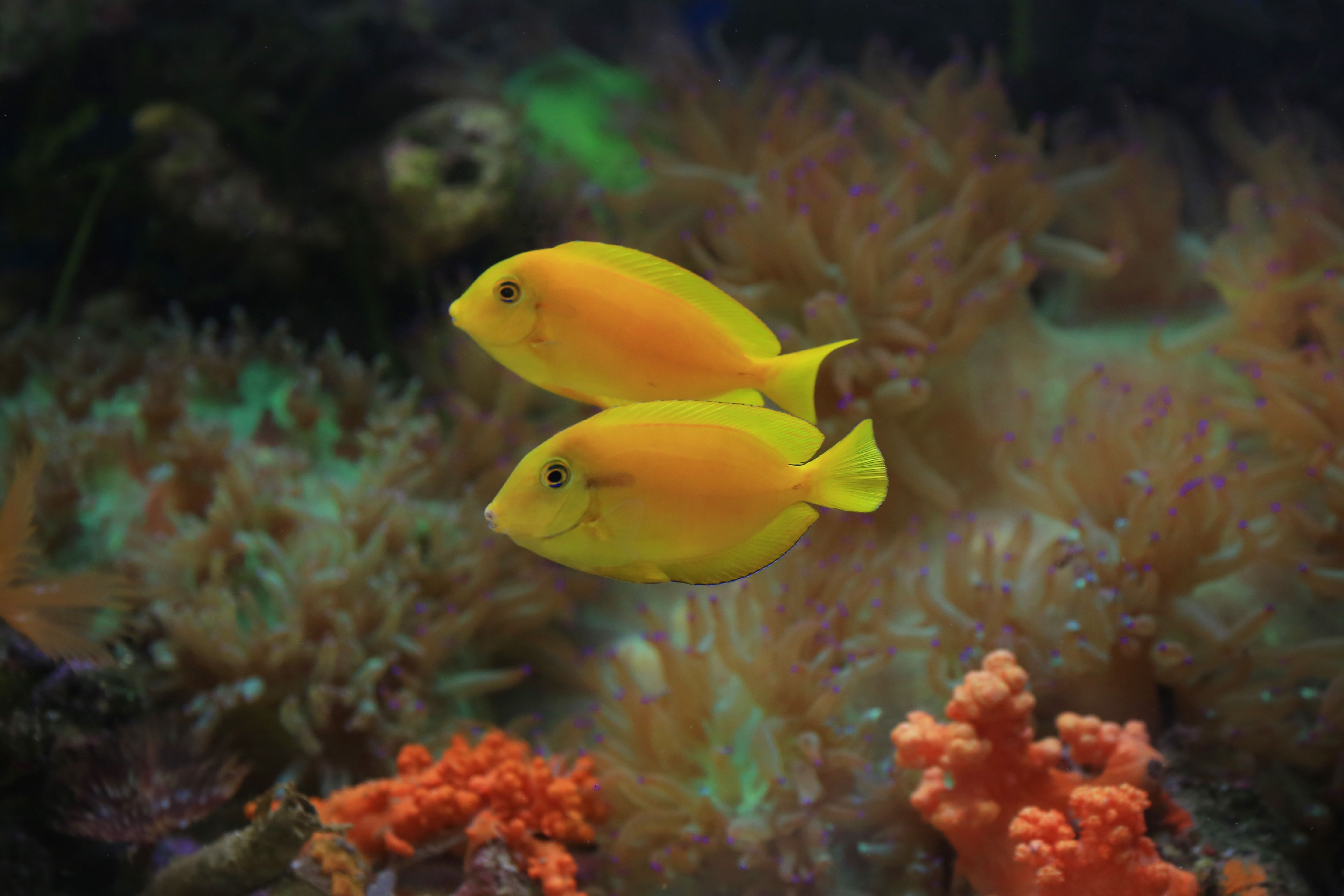 Two yellow tangs swimming together over coral in a reef aquarium