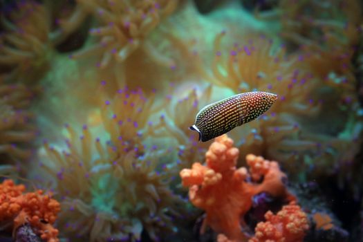 A vibrant marine scene featuring a colorful spotted sea cucumber amidst diverse coral formations.