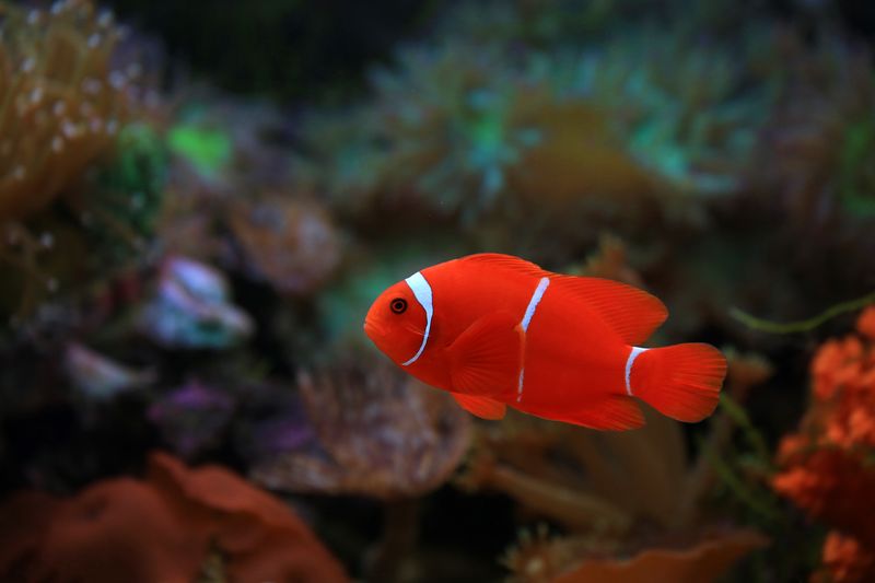 A striking clownfish swimming gracefully among vibrant coral reefs, showcasing its vibrant orange color.