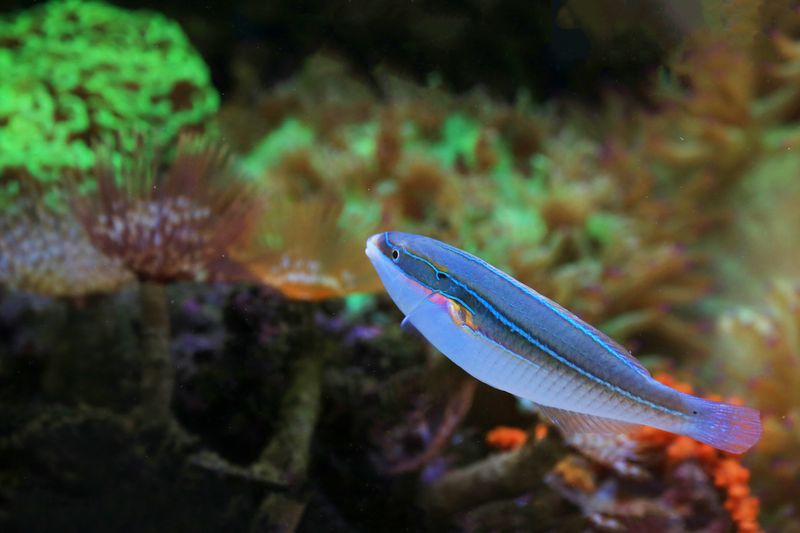 Close-up of a neon goby fish in a colorful coral reef setting, showcasing vibrant marine biodiversity.
