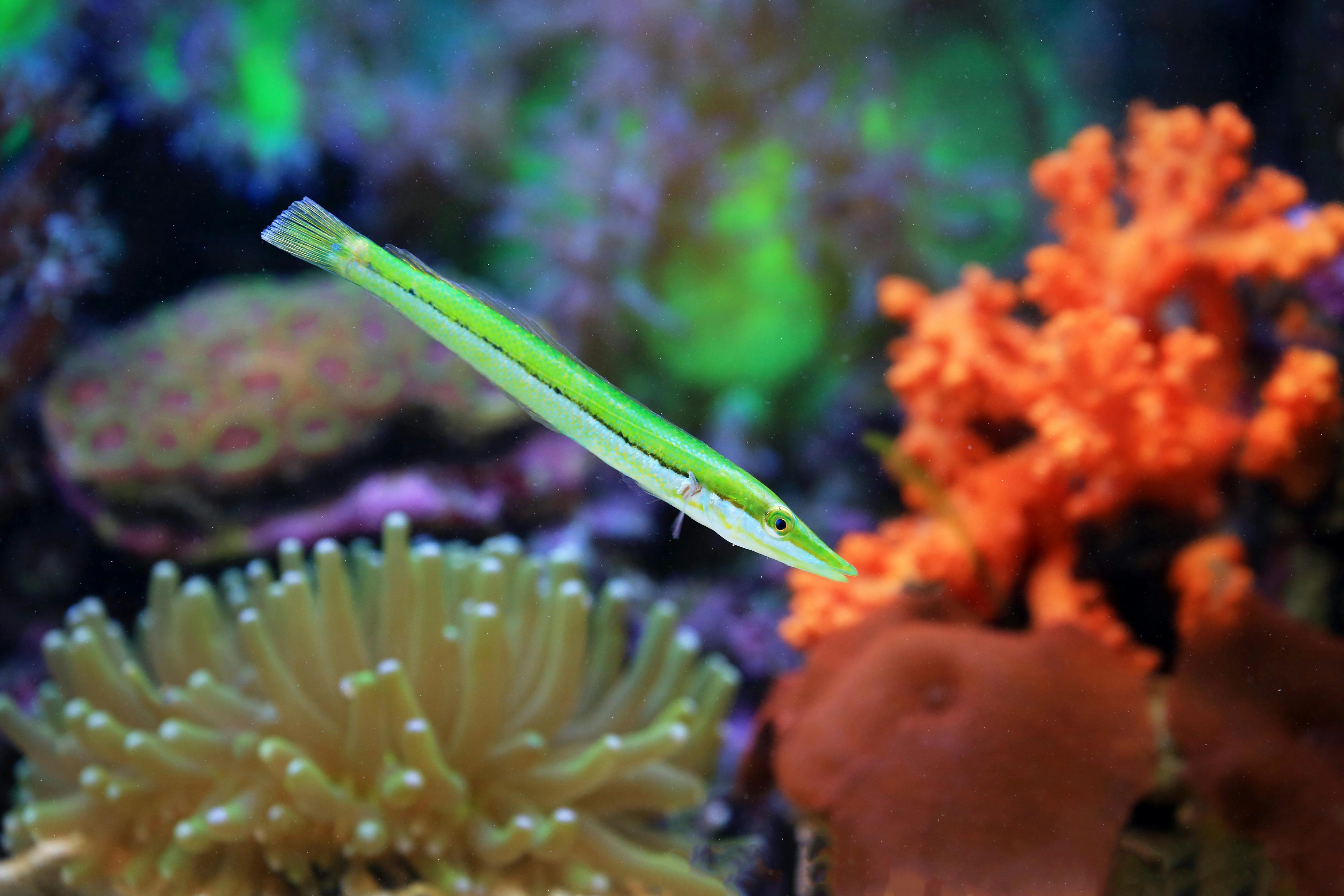 A vibrant green pipefish swimming gracefully among colorful coral reefs underwater.