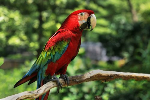 Free Colorful scarlet macaw perched on a branch in a lush green outdoor setting. Stock Photo