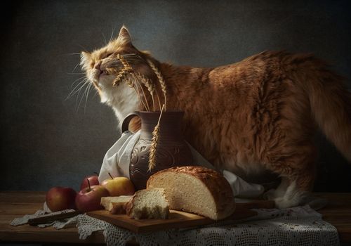Free An orange cat in a rustic still life setup with bread and apples. Stock Photo