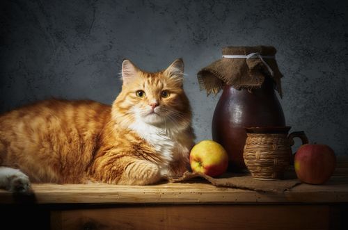 Free Fluffy orange cat lounging beside apples and rustic pottery in a warm, inviting still life composition. Stock Photo