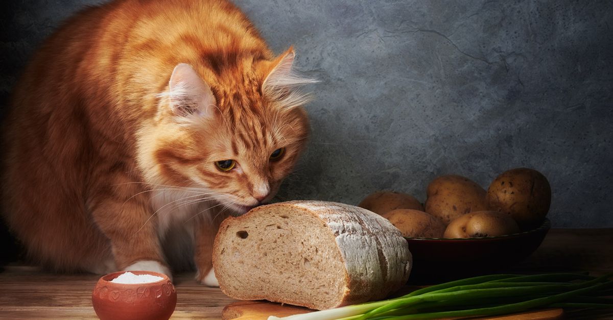 Alimentos Proibidos para Gatos: Lista Completa e Atualizada