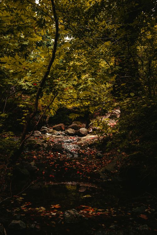 Free Peaceful autumn forest scene with a stream and vibrant leaves. Stock Photo