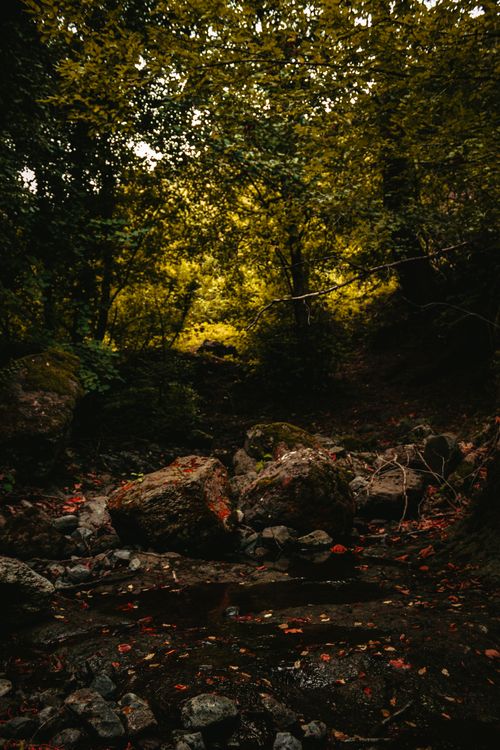 Free A serene forest scene with autumn leaves and boulders, capturing the essence of fall. Stock Photo