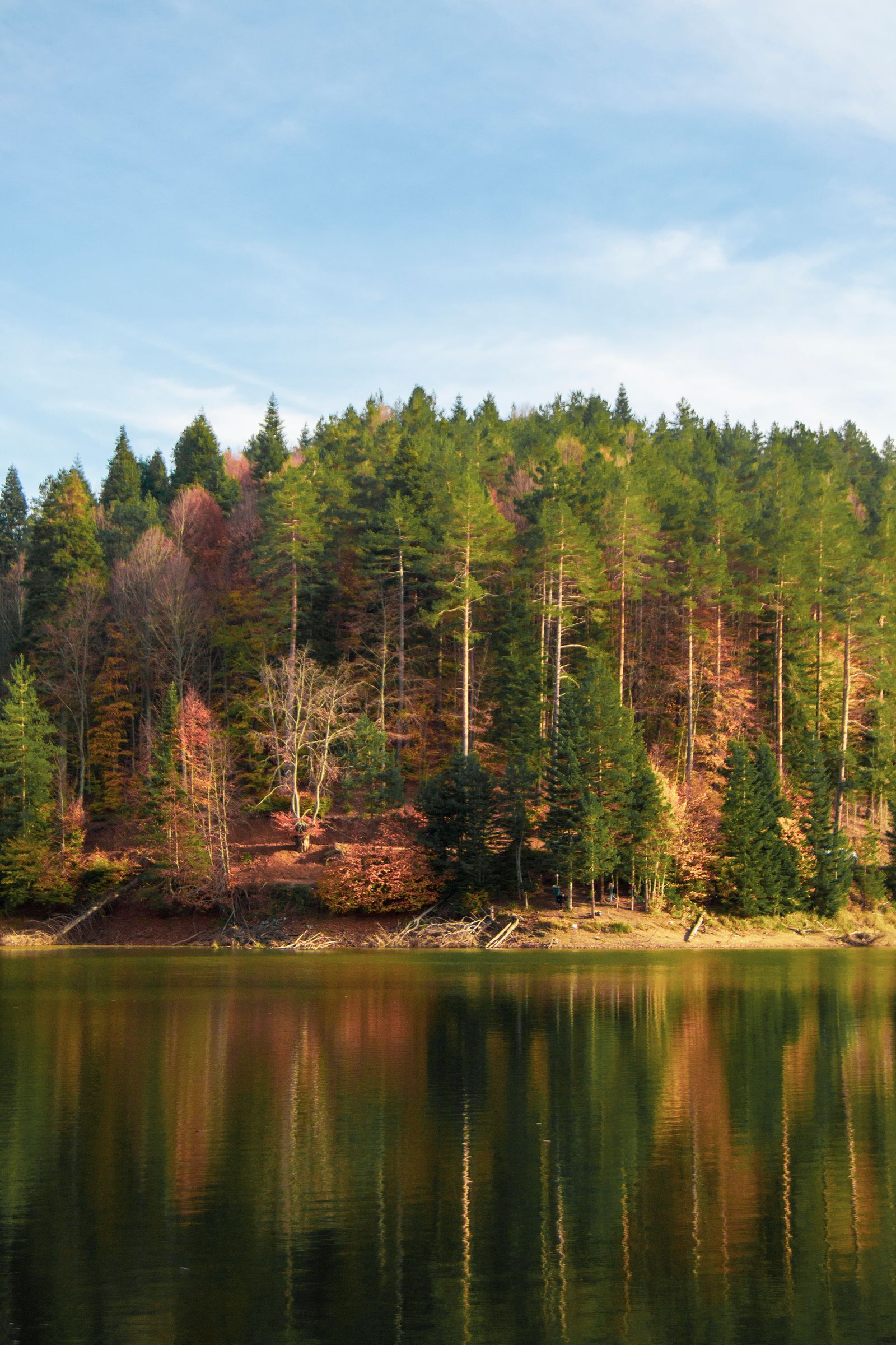 Serene Forest Reflection at Giresun Lake · Free Stock Photo