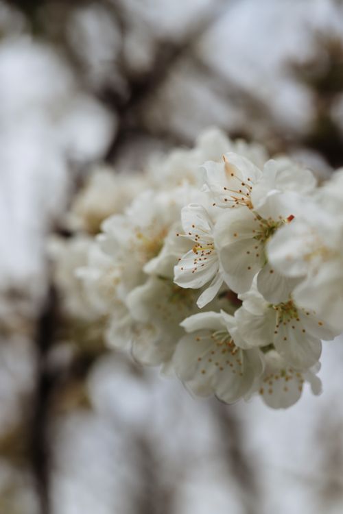 Free Macro shot of delicate white cherry blossoms in full bloom during springtime. Stock Photo