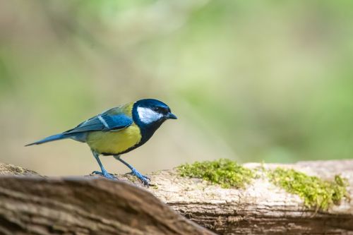 Free Colorful bird perched on a log in a natural setting with lush greenery. Stock Photo