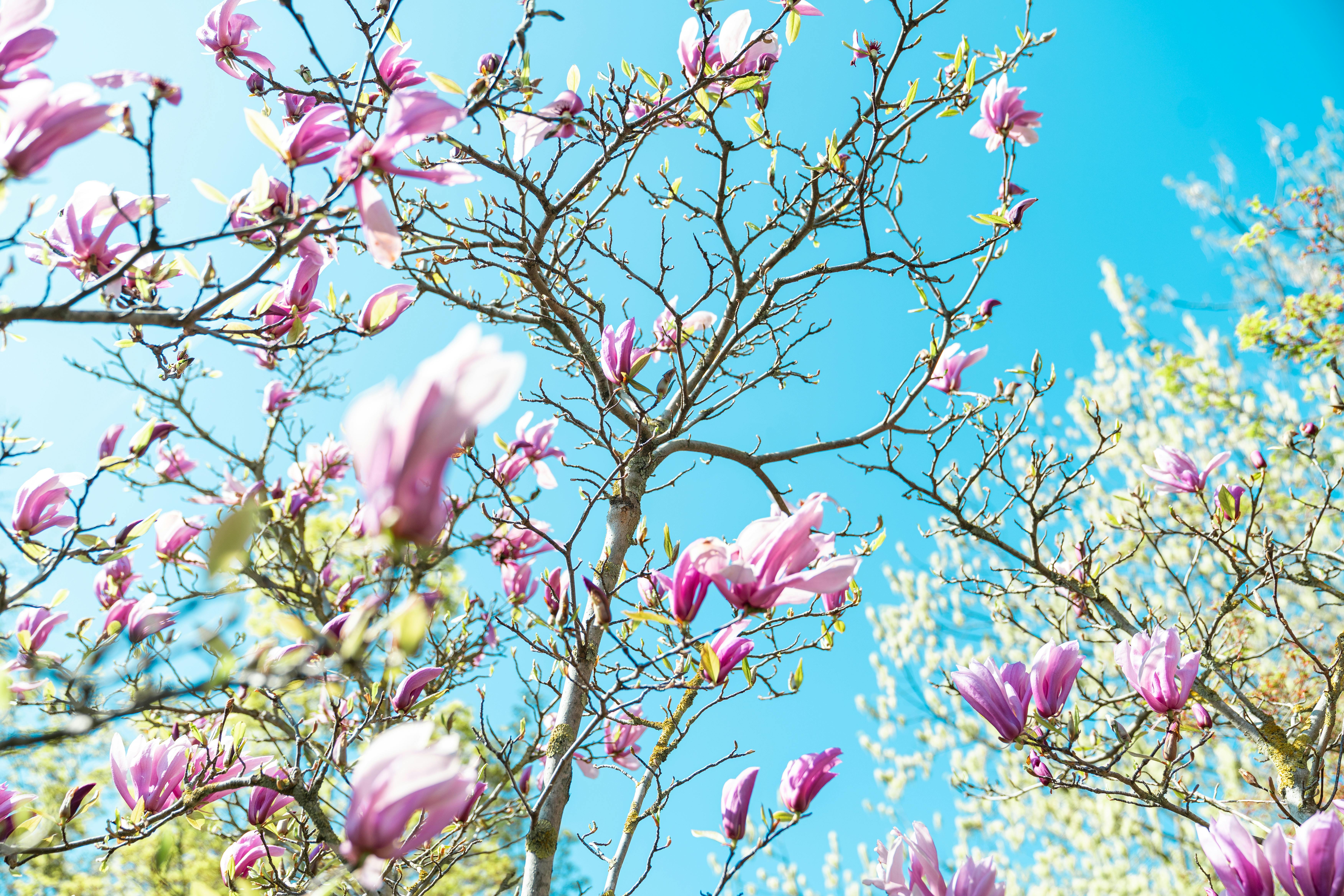 Babs Costello shares spring cleaning tips from new book 'Homemaking with Babs' — Photo by Onur Burak Akın on Pexels