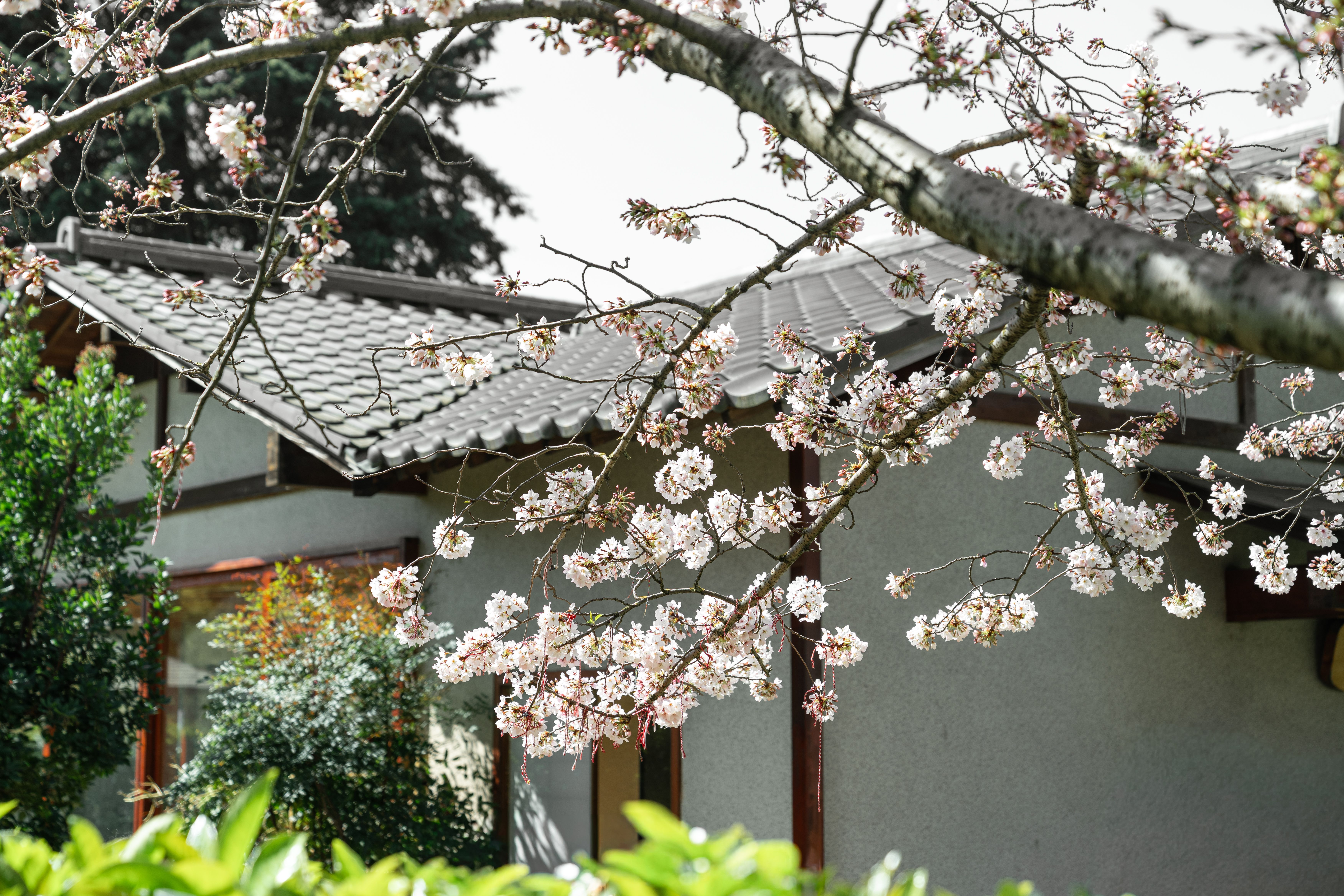 Japanese Cherry Blossom in Full Spring Bloom · Free Stock Photo