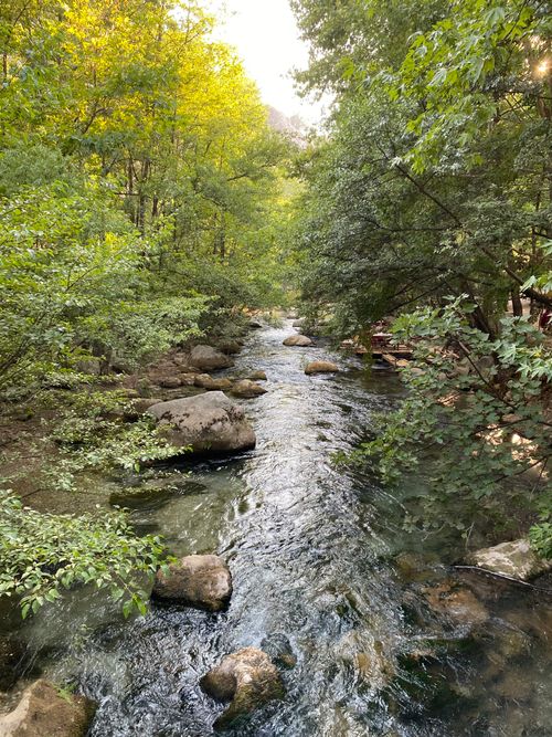 Free Tranquil stream flowing through lush forest with sunlight filtering through the trees. Stock Photo