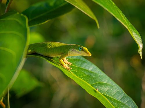 Free A vibrant green anole lizard resting on a leaf in the warm Texas sunlight, showcasing its natural habitat. Stock Photo