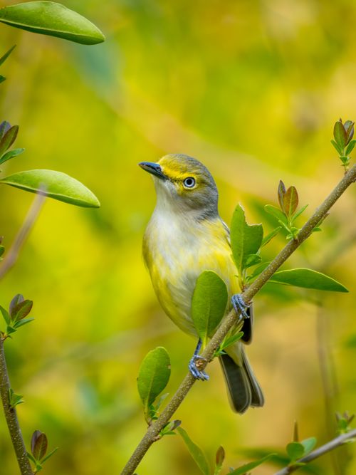 Free Close-up of a White-eyed Vireo on a branch with vibrant green foliage. Stock Photo