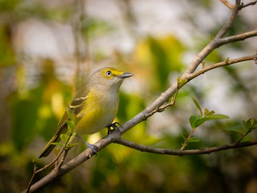 Free A close-up shot of a white-eyed vireo perched on a branch with lush green foliage in the background. Stock Photo