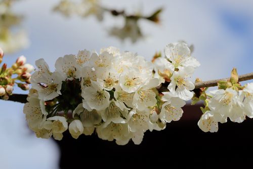 Free A detailed view of cherry blossom flowers in full bloom, showcasing the beauty of spring. Stock Photo