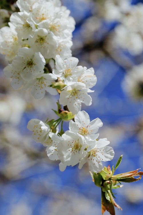 Free Stunning cherry blossoms bloom against a clear blue sky, symbolizing spring's arrival. Stock Photo