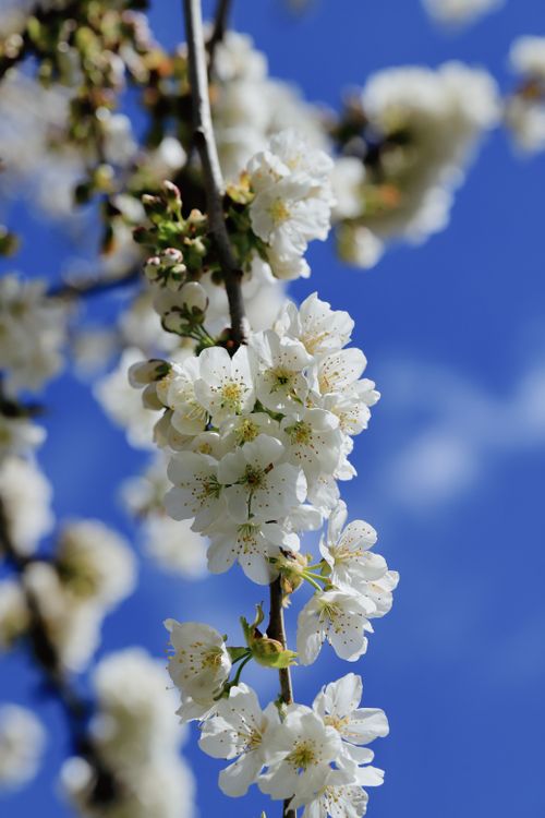 Free Beautiful cherry blossoms in full bloom against a vibrant blue sky. Stock Photo