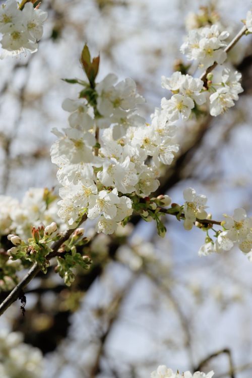 Free Close-up of white cherry blossoms blooming on a tree branch in spring. Stock Photo