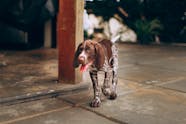 This Is Why You Should Adopt A Cat Slibooma