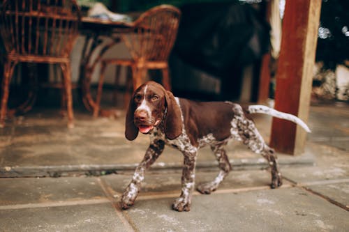 コンクリートの床の上を歩く茶色と白の犬