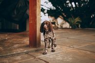 一只可爱的德国短毛指示犬站在外面的露台上，显得很好奇