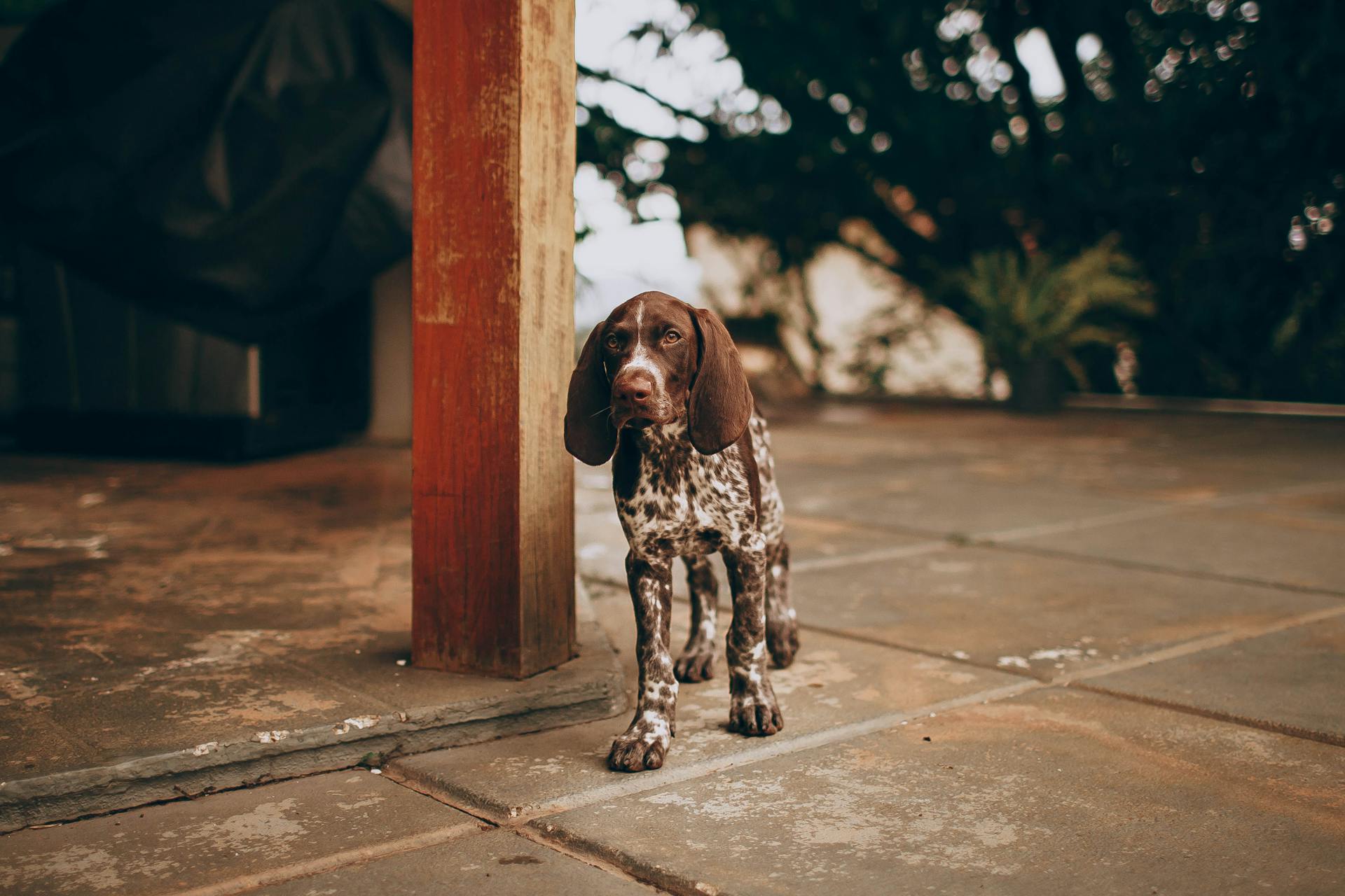 Brown and White Dog Standing Behind Wooden Brown Post