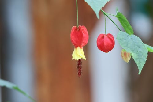 Free Close-up view of Abutilon flower with vibrant red and yellow blooms, showcasing detailed texture. Stock Photo